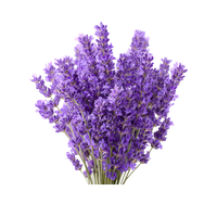 Lavender Bliss