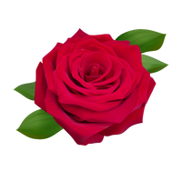 Rose Romance